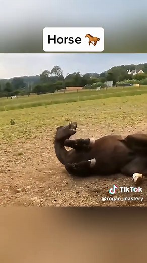 Understanding Rabies in Animals: Signs and Symptoms