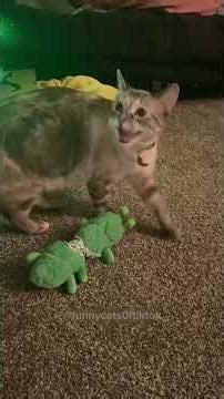 Part 14 | Funny cat videos