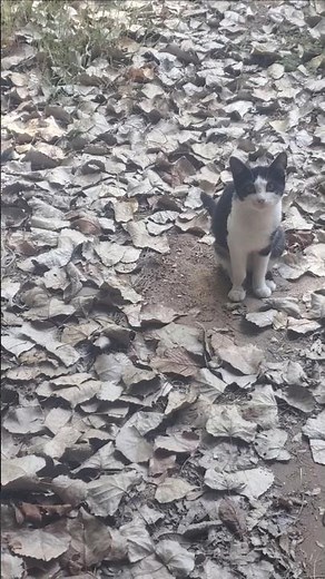 Roscoe P Coltrane! Kitties @Robbie Stingle