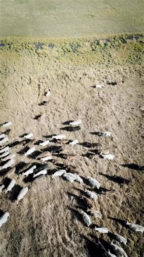 Weaning Day 😃 #murraygrey #cattle #cows | Stillwater Ranch Montana Murray Grey Cattle