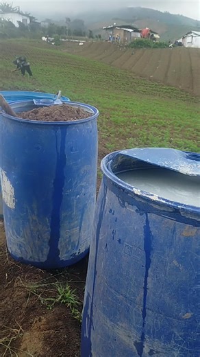 41K views · 366 reactions | Organic farming using Chicken manure and limestone.. #kinabuhisatagabukid #kinabuhingprobinsya #farmerslife #carrotsfarming 凌凌凌 #foreverthankfultoGod  | IFC Mt. Apo Vegetable Farming | Facebook