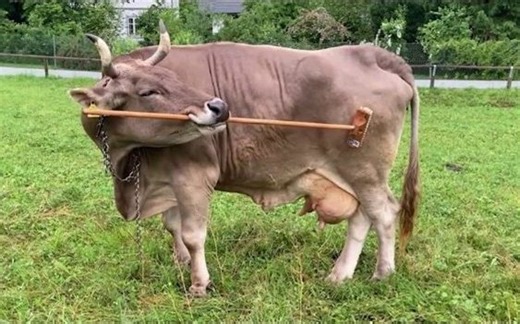 Cow surprises scientists by using brush to scratch her back