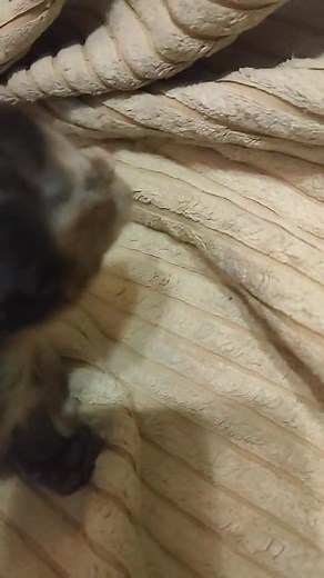 Godzilla Mocio*PL Maine Coon Cattery Dziewczynka szylkretka ❤️ | Wicio Nowak