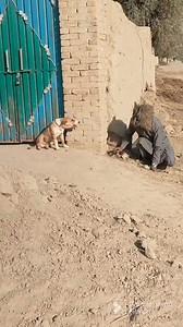 8.9M views · 10K reactions | Best & Best Funny Top Prank On Dog | Heang Mini | Facebook