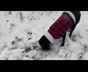 Florida Poodle Rescue on Reels | Facebook