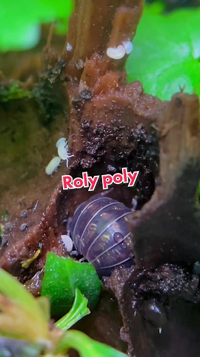 Adorable DIY Roly Poly Terrarium Tutorial