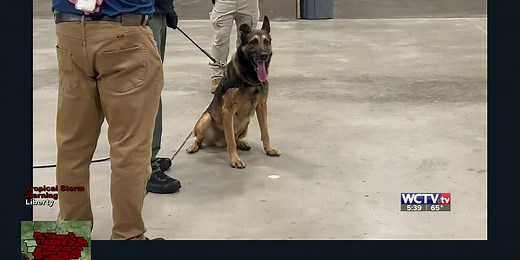 Training the next generation of tracking dogs