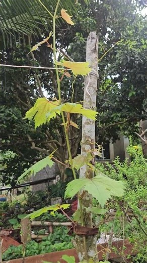Growing Grapes In Jamaica