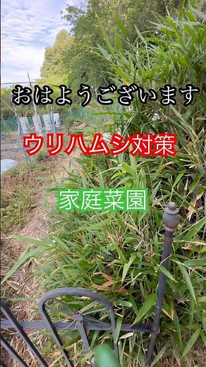 空の浮き雲の家庭菜園 キュウリのウリハムシ対策をする。#畑再生 #家庭菜園 #田舎暮らし