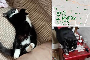 Meet Mischief, the fearless cat going viral after making an entire city his home