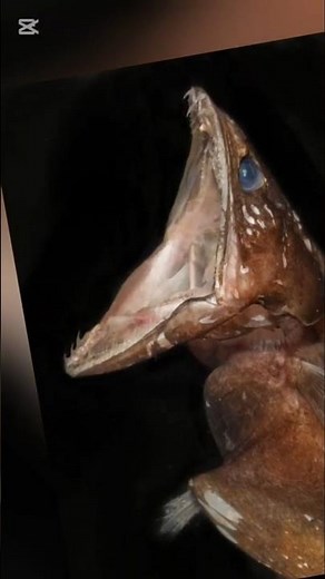 Black Swallower: The Deep-Sea Glutton That Devours Prey Larger Than Life 🌊💀✨