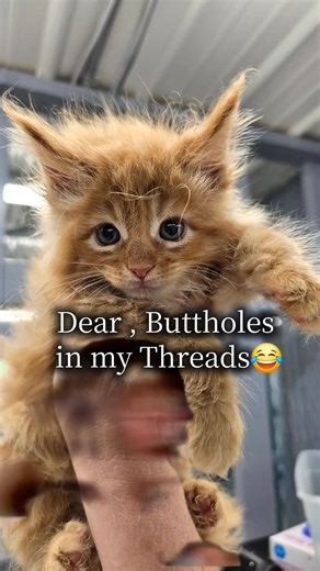 DEAREST BUTTHOLES, I HOPE YOU HAVE A GREAT WEEKEND. 😂😂😂😂 | Action Farms Maine Coons