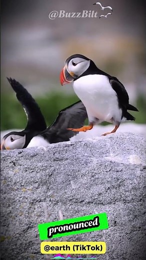 Atlantic Puffin: Nature's Sea Parrot #shorts #buzzbilt
