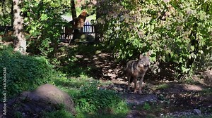 The wolf, Canis lupus, also known as the grey wolf or timber wolf is a canine native to the wilderness and remote areas of Eurasia and North America.