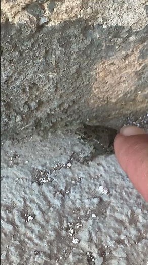 The Incredible World of Miniature Frogs