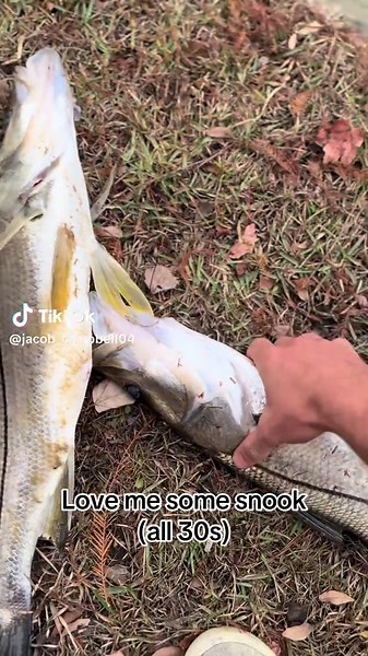 Best Eating Fish: Discover the Flavorful Snook