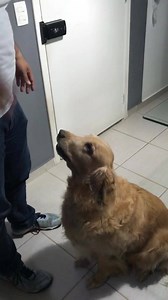 328K views · 7.2K reactions | PAPAI CHEGOOOOU  Você pediram e a mamãe filmou, mas eu espero muito tempo e quando o papai chegou e fui logo dando sermão nele!!! Como ele pode me deixar esperando por tanto tempo  É muito amor envolvido! | Apple - Uma vida de cão | Facebook