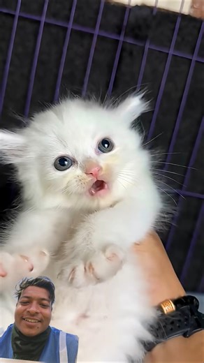 I Saved a Trapped Cute Kitten 😿❤️ | Heartwarming Cat Rescue