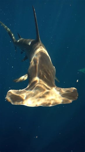 Amazing great hammerhead encounter last week with dive guide @dianawdowd. This season we've been having quite a few great hammerheads hanging around during dives. While they are typically a more shy, cautious species of shark, this male really locked in 🦈 #southflorida #eastcoast #joinus #sharkstomasses #floridasharkdiving #jupiter #sharks #shark #sharkdiving #ecotoursim #florida #palmbeach #miami #adventure #diving #ocean #natgeo #discovery | Florida Shark Diving