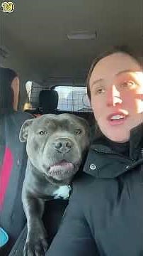 “When Your Dramatic Dog Starts Speaking PERFECT English 😂🐶”