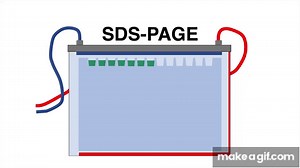 SDS-PAGE explained - Protein Separation Technique on Make a GIF