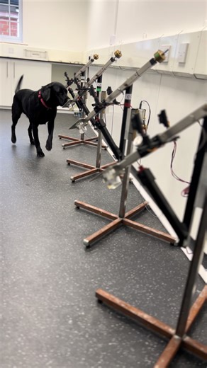 Rosie had a successful training session learning the odour of #bowelcancer in urine. Someone gets diagnosed with bowel cancer every 15 minutes in the UK. The stigma and embarrassment of providing a poo sample is often a barrier to going for the screening which could lead to early detection and save lives. We're investigating whether dogs like Rosie could help deliver an accurate, non-invasive and more sensitive method of early-stage bowel cancer detection that could both increase uptake of the s