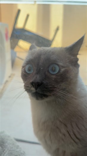 Rencontre entre un chat et un bebe 🥰🥰🥰🥰 #cat #catvideos #chatfam #chat #cute #funny #kitten