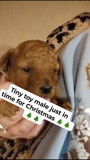 1.1K views · 17 reactions | Tiny toy size male red color available for Christmas ⛄⛄⛄⛄⛄⛄⛄⛄⛄⛄⛄⛄⛄⛄⛄⛄⛄⛄ | Carolina-cockapoos | Facebook