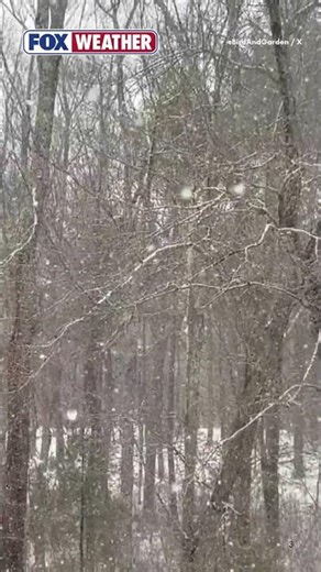 WINTER CONTINUES 🥶: Residents In Thompson, Connecticut, Woke Up To Fluffy Snowflakes Sunday Morning