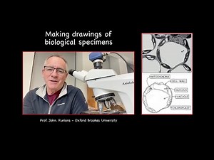 How to do biological drawings