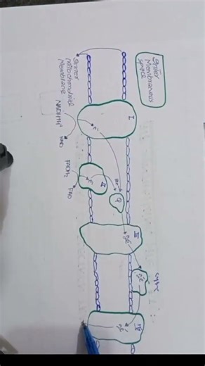 Electron Transport Chain (ETC)