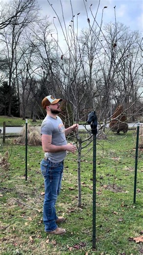 The Essential Guide to Pruning Apple Trees