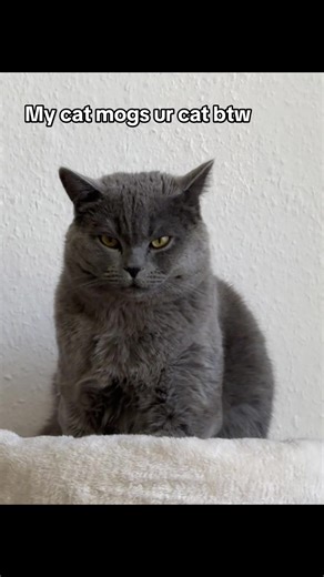 Understanding Mogging: A Cat's Unique Personality