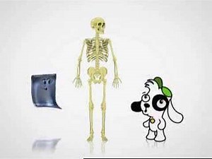 Doki Descobre - O Esqueleto