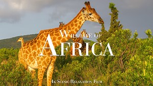 Faune d’Afrique : girafes, zèbres et primates en 4K