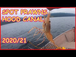 Spot Prawns/Shrimping in the Hood Canal! With bait recipe!