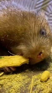 O rato do Bambu #anime #videoreelsシ #curiosidades #alimentos | Curiosidades Aleatórias