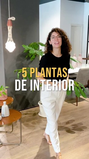 5 Plantas de Interior para Decorar Tu Hogar