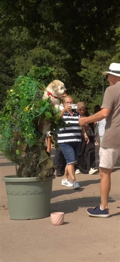 Bush dog #dog #pet #funny #laugh #reel #reelsvideo #videoviralシ #reelschallenge | PRANK Central