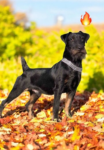 Jagd Terrier: Die Teufel im Ring FCI 6952