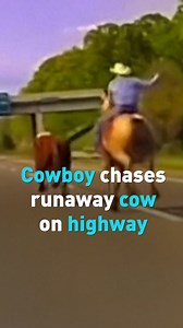 5.9K views · 15 reactions | Watch this incredible #cow chase on a #Michigan #highway. | CGTN America | Facebook