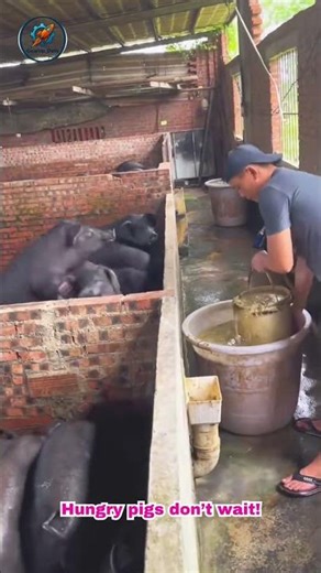 Hungry Black Pigs Squealing for Food #hogger #blackpig #pigfeed #rurallife