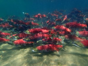 Sockeye Salmon: Hooked Jaws and Red Backs — Alaska Wildlife Alliance (AWA)