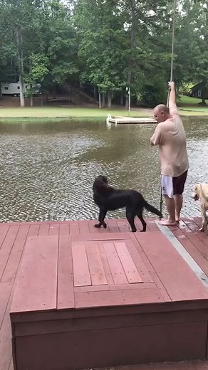 14K views · 140 reactions | If these dogs were humans, they would be busy taking videos for TikTok and if you didn't know how to swim, you would be chilling with Jesus in heaven  #EarthIsHard #DogsAreTheBest | We Are Africa | Facebook