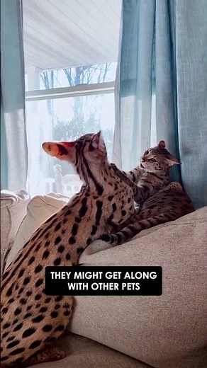 Servals: The Wild Cat Some People Keep as a Pet #shorts #animalworld