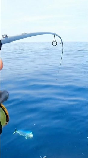 Quickest and easiest way to catch dolphins fish (Mahi Mahi)!!!!