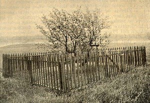 This 380-year-old tree is still bearing fruit