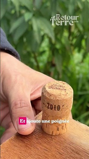 🌱 A homemade garlic planter made with… champagne corks! 🍾🧄