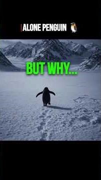 Alone Penguin.🐧 #facts #shorts #animals