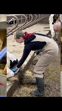 Farm Girls on a Big Modern Farm - Compilation 6 | Milking Cows | Trimming Tails